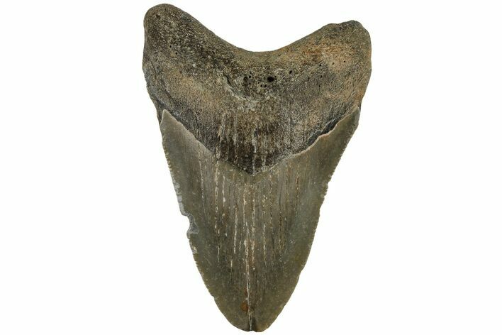 Fossil Megalodon Tooth - North Carolina #200673